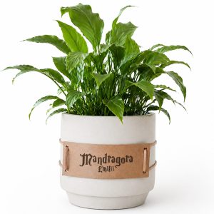 doniczka-pasek-mandragora Roślina w doniczce z białego ceramiki, z grubymi, zielonymi liśćmi, z etykietą "Mandragora" w stylu vintage.
