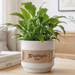 Roślina w doniczce z jasnego ceramiki, z etykietą "Mandragora" i zielonymi liśćmi, umieszczona na drewnianym stoliku.